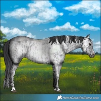 Horse Color:Blue Roan Sabino Splash  and Blue Roan Sabino Splash Frame 