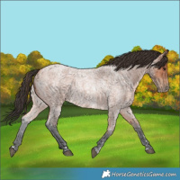Horse Color:Bay Roan 