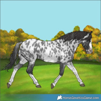 Horse Color:White Spotted Blue Roan Splash Frame Appaloosa 