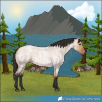 Horse Color:Bay Roan Dun 
