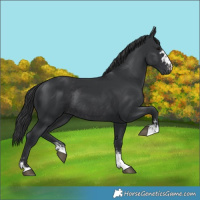 Horse Color:Black  and Black Rabicano 
