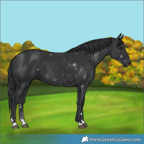 Horse Color:Black 