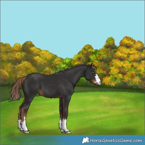 Horse Color:Liver Chestnut 