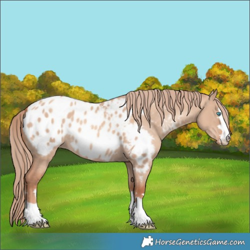 Horse Color:Gold Champagne Dun Appaloosa 