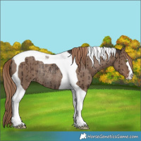 Horse Color:Liver Red Dun Tobiano Varnish Rabicano Brindle 