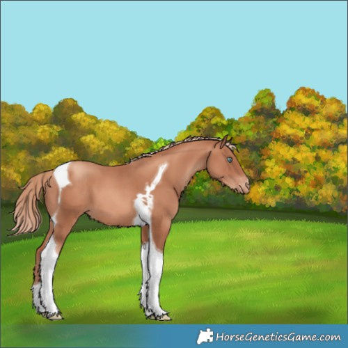 Horse Color:Gold Champagne Tobiano Varnish 