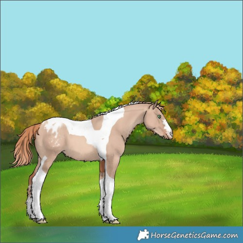 Horse Color:Gold Champagne Dun Tobiano Varnish 