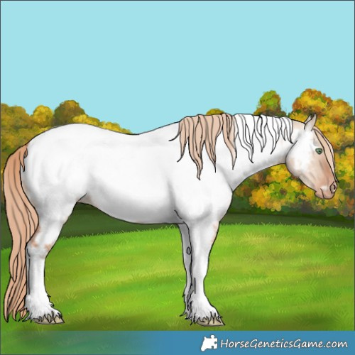 Horse Color:Gold Champagne Dun Tobiano Appaloosa