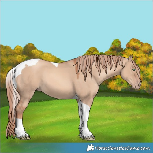 Horse Color:Gold Champagne Dun Tobiano