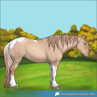Horse Color:Gold Champagne Dun Tobiano 