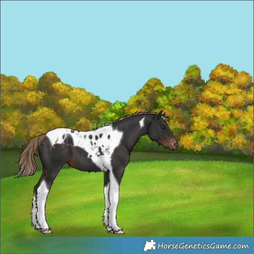 Horse Color:Liver Chestnut Tobiano Appaloosa 