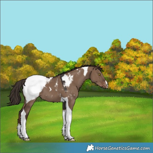 Horse Color:Liver Red Dun Tobiano Snowcap 