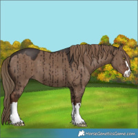 Horse Color:Liver Red Dun Brindle 