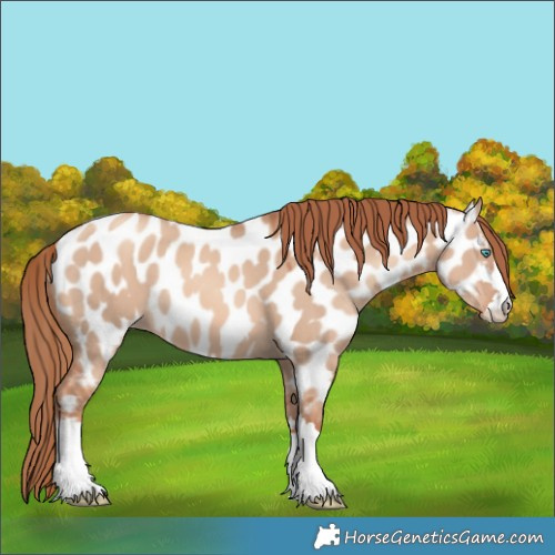 Horse Color:Gold Champagne Dun Near Leopard 