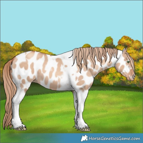 Horse Color:Gold Champagne Dun Tobiano Near Leopard 