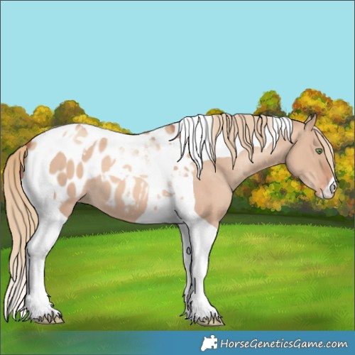 Horse Color:Gold Champagne Dun Tobiano Blanket 