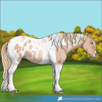 Horse Color:Gold Champagne Dun Tobiano Blanket 