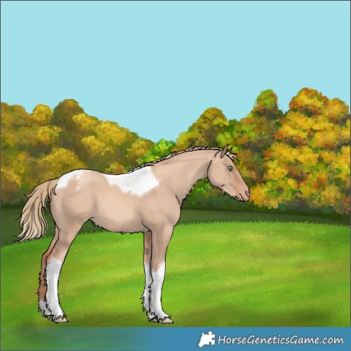 Horse Color:Gold Champagne Dun Tobiano Appaloosa 