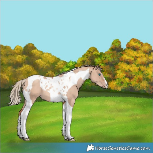 Horse Color:Gold Champagne Dun Tobiano 