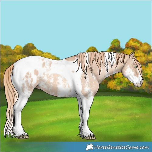 Horse Color:Gold Champagne Dun Sabino Tobiano Appaloosa 