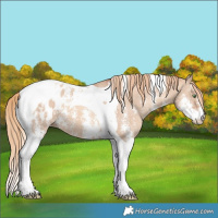Horse Color:Gold Champagne Dun Sabino Tobiano Blanket 
