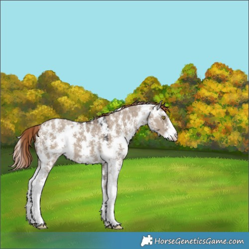 Horse Color:Liver Red Dun Sabino 