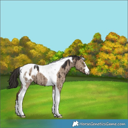 Horse Color:Liver Red Dun Tobiano Appaloosa Brindle 