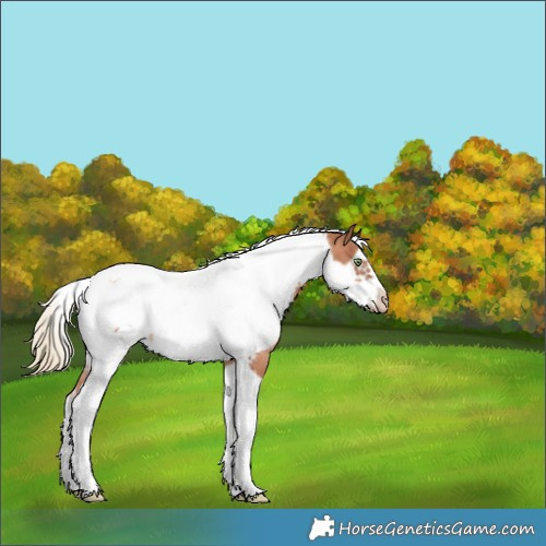 Horse Color:Gold Champagne Tobiano Frame Appaloosa