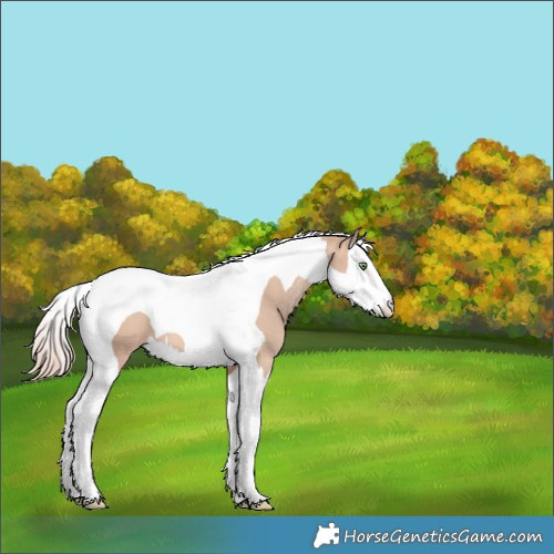 Horse Color:Gold Champagne Dun Splash Tobiano 