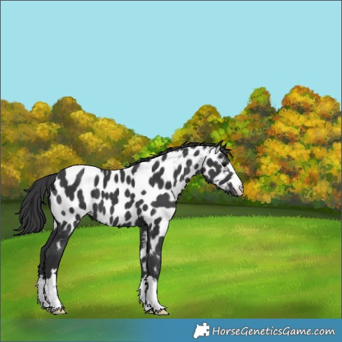 Horse Color:Black Near Leopard 