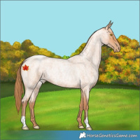 Horse Color:Bay Roan Pearl 