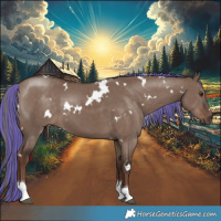 Horse Color:Painted White Spotted Liver Red Dun Mushroom Tobiano 