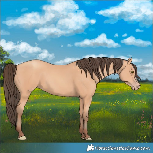 Horse Color:Amber Champagne 