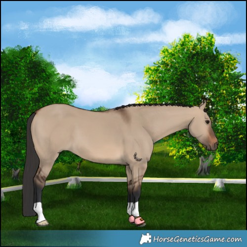 Horse Color:Brown Dun 