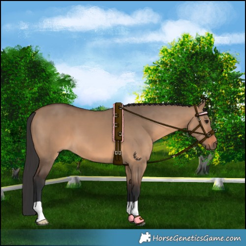 Horse Color:Brown Dun
