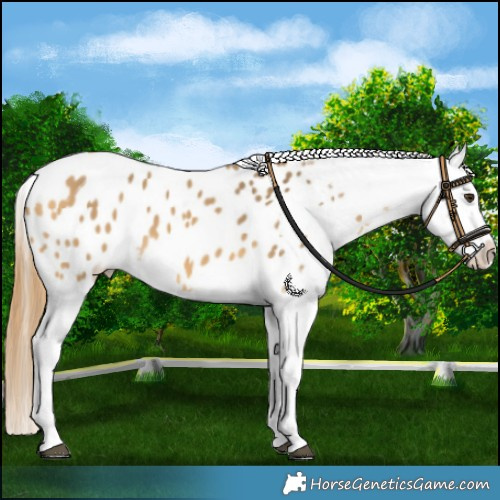 Horse Color:Buckskin Dun Blanket 