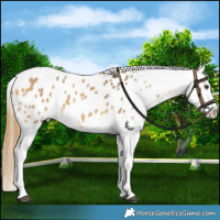 Horse Color:Buckskin Dun Blanket 