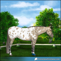 Horse Color:Buckskin Dun Appaloosa