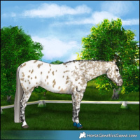 Horse Color:Buckskin Dun Appaloosa 