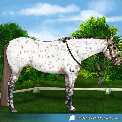 Horse Color:Brown Dun Near Leopard 