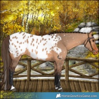 Horse Color:Bay Dun Appaloosa