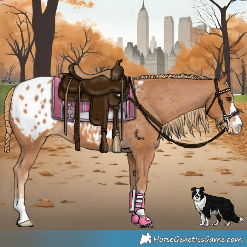 Horse Color:Chestnut Appaloosa 