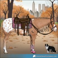 Horse Color:Chestnut Appaloosa