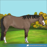Horse Color:Liver Red Dun 
