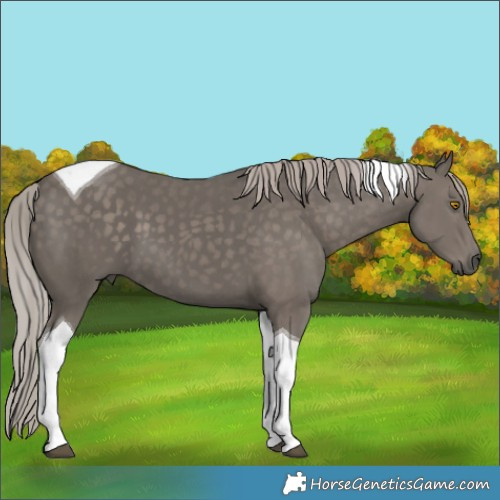Horse Color:Silver Black Tobiano