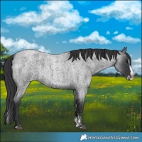 Horse Color:Blue Roan Sabino Splash and Blue Roan Sabino Splash