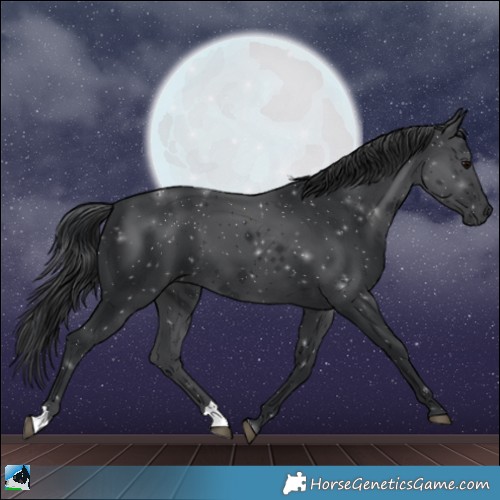 Horse Color:Black 