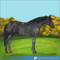 Horse Color:Black 