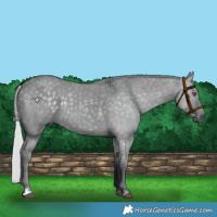 Horse Color:Silver Grullo Chinchilla