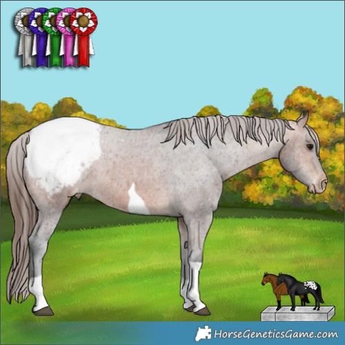 Horse Color:Bay Tobiano Appaloosa 